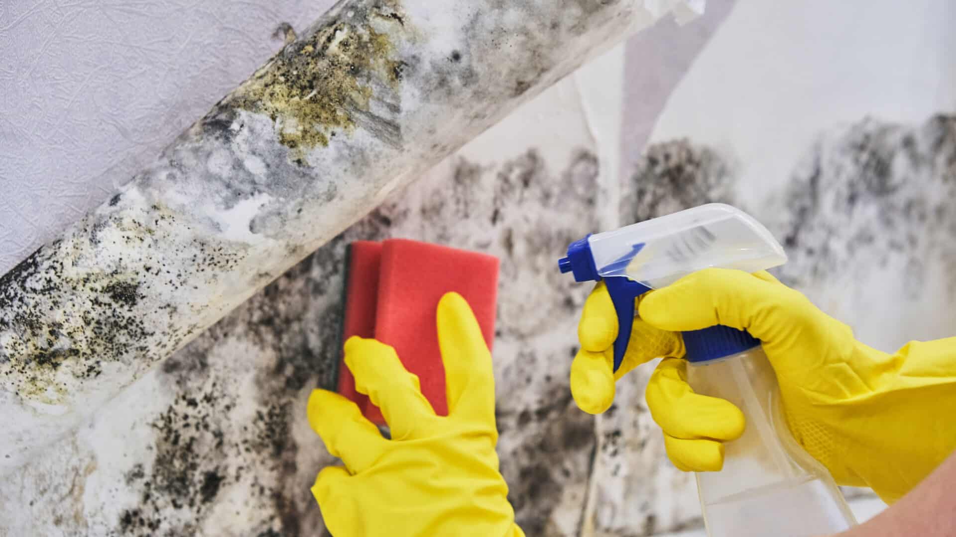 Person in yellow gloves cleaning mold from a wall using a spray bottle and sponge, emphasizing mold remediation efforts for healthy living environments.